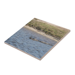 Wildlebender Alligator am Flussufer Fliese