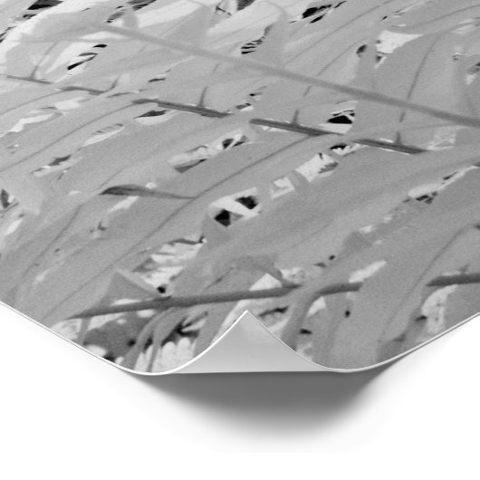 Wildlederfarn, Florida, USA. Poster (Ecke)