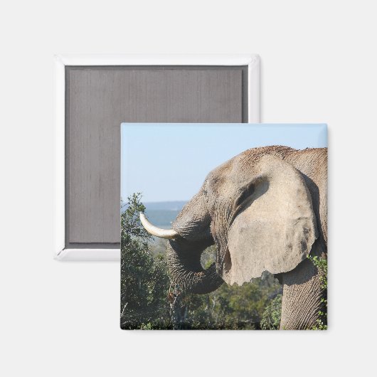 Wildlephant essen Vegetation, Südafrika Magnet (Vorderseite/Rückseite)