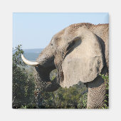 Wildlephant essen Vegetation, Südafrika Magnet (Vorne)