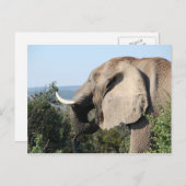 Wildlephant essen Vegetation, Südafrika Postkarte (Vorne/Hinten)