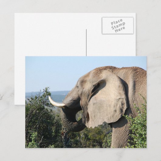 Wildlephant essen Vegetation, Südafrika Postkarte (Vorne/Hinten)