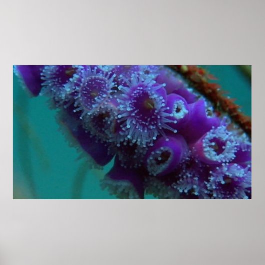 Wildlife 12 Seeigel CU-Plakat Poster (Vorne)