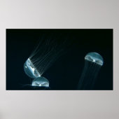 Wildlife 133 Poster (Vorne)