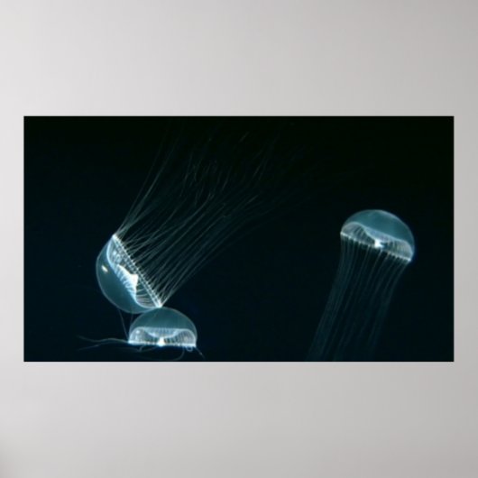 Wildlife 133 Poster (Vorne)