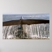 Wildlife 6 Wal Schwanz Poster (Vorne)