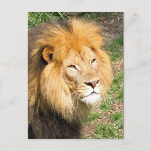 Wildlife African Lion Face Foto Postkarte