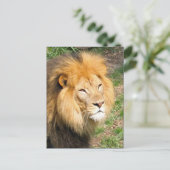 Wildlife African Lion Face Foto Postkarte (Stehend Vorderseite)