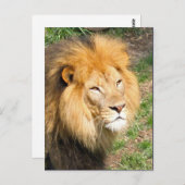 Wildlife African Lion Face Foto Postkarte (Vorne/Hinten)