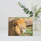 Wildlife African Lion Foto Birthday Postkarte (Stehend Vorderseite)