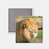 Wildlife African Lion Foto Magnet (Vorderseite/Rückseite)