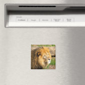 Wildlife African Lion Foto Magnet (In Situ (Geschirrspüler))