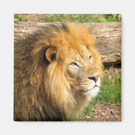 Wildlife African Lion Foto Magnet