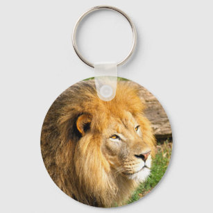 Wildlife African Lion Foto Schlüsselanhänger