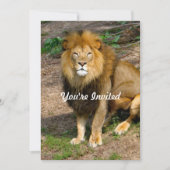Wildlife African Lion Sitting Foto Geburtstag Einladung (Vorderseite)