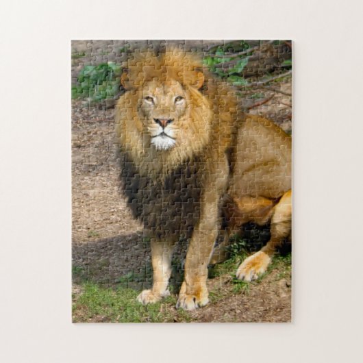 Wildlife African Lion Sitting Foto Puzzle (Vertikal)
