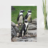 Wildlife African Penguin Foto Beileid