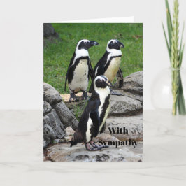 Wildlife African Penguin Foto Beileid Karte
