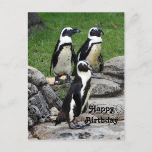 Wildlife African Penguin Foto Geburtstag Postkarte