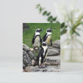 Wildlife African Penguin Foto Geburtstag Postkarte (Stehend Vorderseite)
