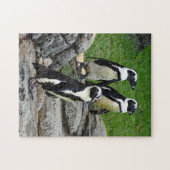 Wildlife African Penguin Foto Puzzle (Horizontal)