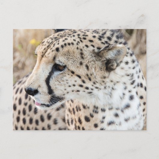 Wildlife Animal Cheetah Face Postkarte (Vorderseite)