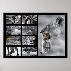 Wildlife Animals Poster