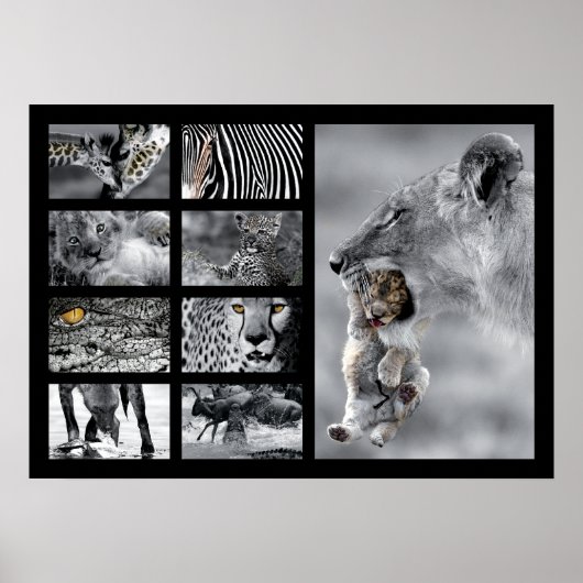 Wildlife Animals Poster (Vorne)