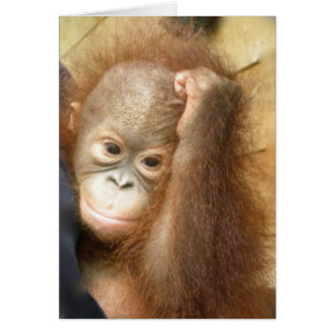 Wildlife Baby Orangutan (Version 2)
