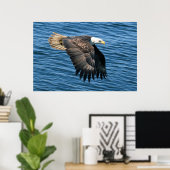 Wildlife Bald Eagle Foto Poster (Heimbüro)