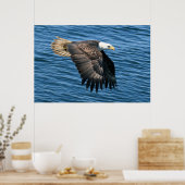 Wildlife Bald Eagle Foto Poster (Küche)