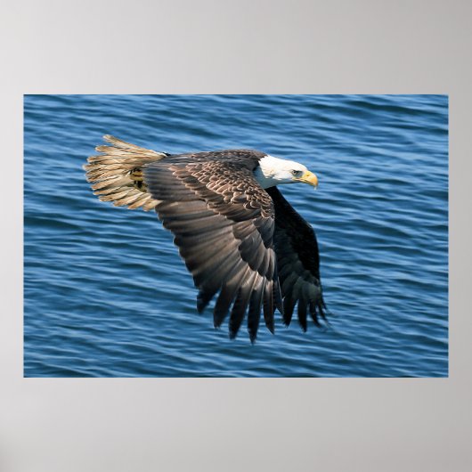 Wildlife Bald Eagle Foto Poster (Vorne)