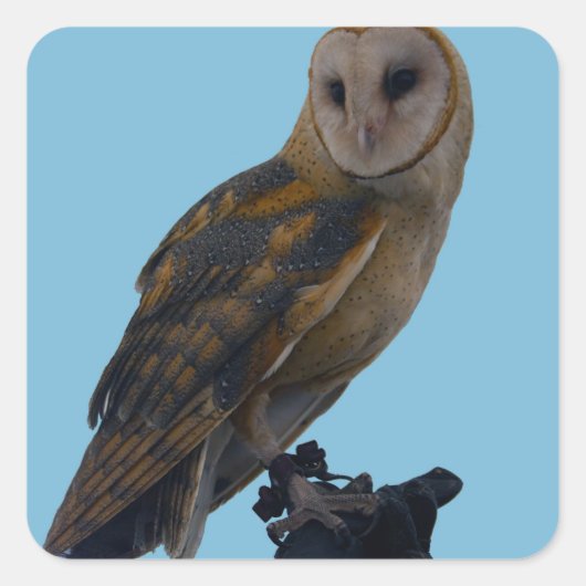 Wildlife Barn Owl Foto Quadratischer Aufkleber (Vorderseite)
