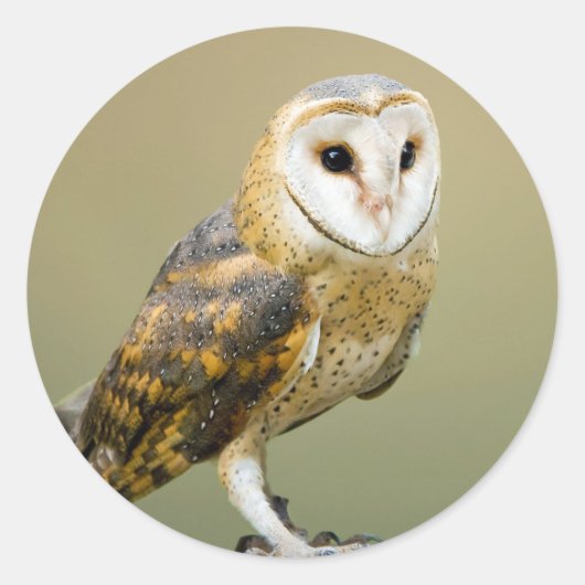 Wildlife Barn Owl Foto Runder Aufkleber (Vorderseite)