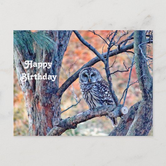 Wildlife Barred Owl Tree Foto Geburtstag Postkarte (Vorderseite)