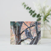 Wildlife Barred Owl Tree Foto Postkarte (Stehend Vorderseite)