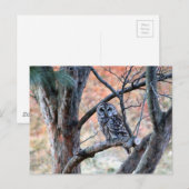 Wildlife Barred Owl Tree Foto Postkarte (Vorne/Hinten)