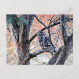 Wildlife Barred Owl Tree Foto Postkarte