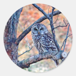 Wildlife Barred Owl Tree Foto Runder Aufkleber
