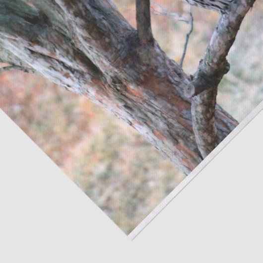 Wildlife Barred Owl Tree Foto Seidenpapier (Ausschnitt)