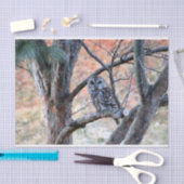 Wildlife Barred Owl Tree Foto Seidenpapier (Handwerk)