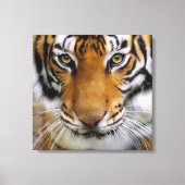 Wildlife Beautiful Tiger Piercing Brown Eyes Leinwanddruck (Vorderseite)
