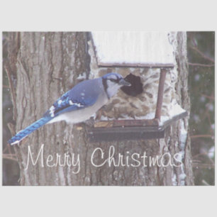 Wildlife Blue Jay Weihnachtsgrüße Thema Seidenpapier