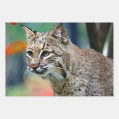 Wildlife Bobcat Foto Geschenkpapier Set (Vorderseite 3)