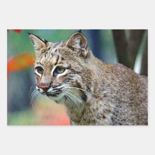 Wildlife Bobcat Foto Geschenkpapier Set (Vorderseite 3)