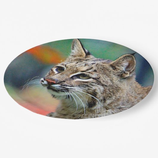 Wildlife Bobcat Foto Pappteller (Schrägansicht)