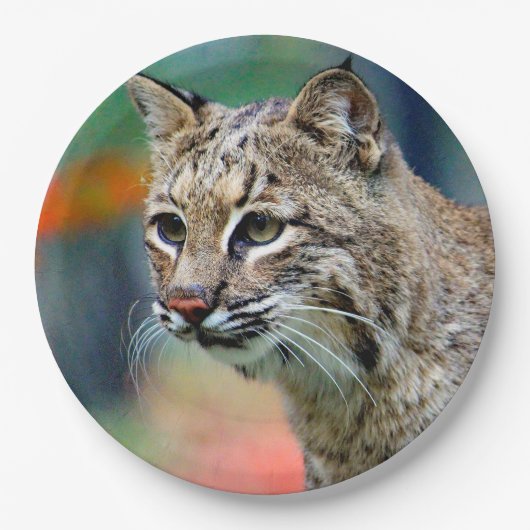 Wildlife Bobcat Foto Pappteller (Vorderseite)