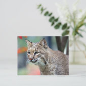 Wildlife Bobcat Foto Postkarte (Stehend Vorderseite)