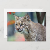 Wildlife Bobcat Foto Postkarte (Vorne/Hinten)