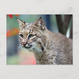Wildlife Bobcat Foto Postkarte